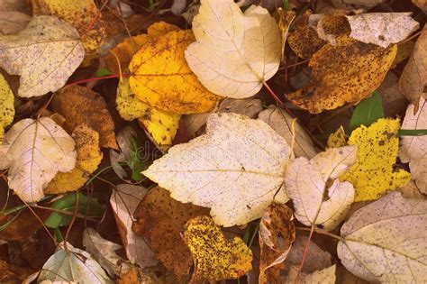 Autumn Leaves Texture Stock Photo Image Of Leaves Leaf 109608080