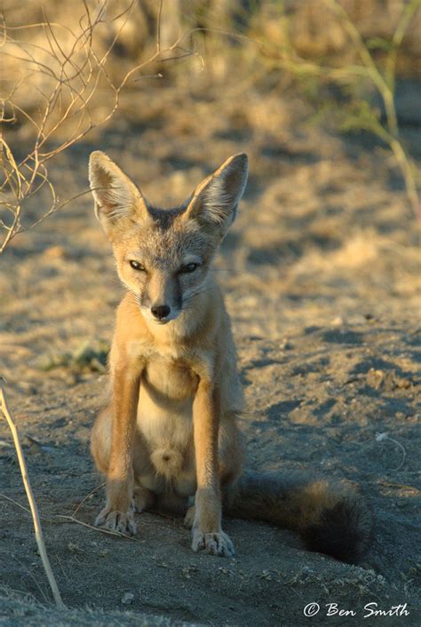 Itsaboy Desert Kit Fox Juvenile Near Rosamond Ca Carachama Flickr