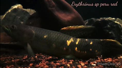 Colorful Red Wolf Fish Erythrinus Sp Peru Red Youtube