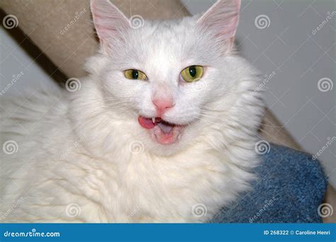 Funny White Cat Stock Photography Image 268322