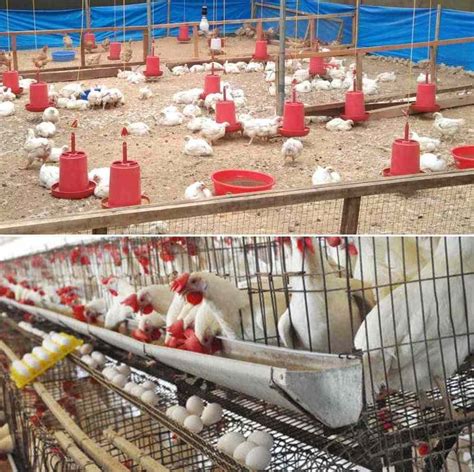 Chicken Farming For Eggs Tabitomo