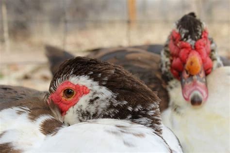Raising Ducks For Eggs Top 13 Duck Breeds A Farm Girl In The Making
