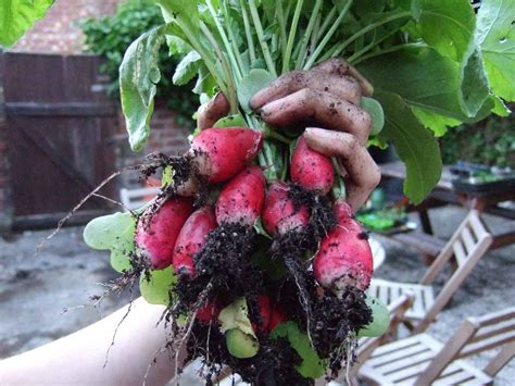 Can You Eat Radishes With Black Spots Inside Farming Pedia