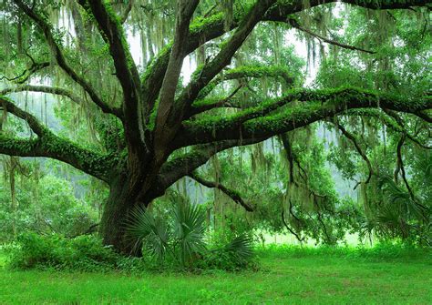 Beautiful Southern Live Oak Tree 3 Photograph By Maresa Pryor Pixels