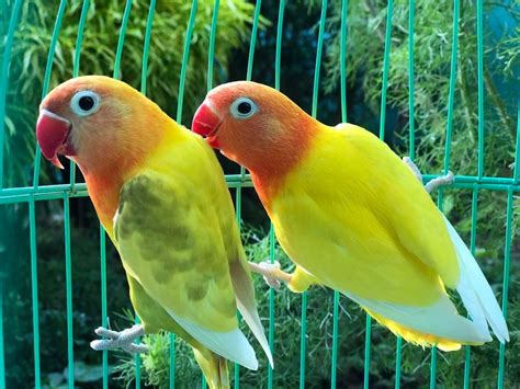 50 gambar hewan paling populer di indonesia contoh hewan ternak antara lain sapi kerbau kuda kambing ayam dan itik hewan ternak dapat dimanfaatkan kumpulan gambar foto binatang hewan flora fauna transparan hitam dan putih gambar terkait alam kucing hewan peliharaan burung. 93 Gambar Binatang Peliharaan Burung Gratis Terbaru ...