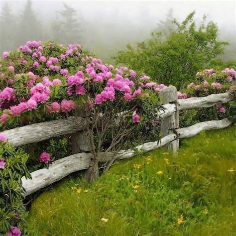 Rhododendron On An Old Fence In Roan Mountain Tennessee Us Garden