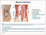 Images of Abdominal Muscles Core