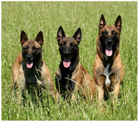 Du möchtest einen malinois welpen? Malinois Welpen Zu Verschenken - Tierische Tapete