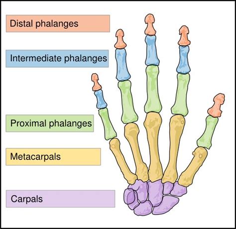 Pin by Rachel Colley on Anatomy and Physiology | Pinterest | The o'jays