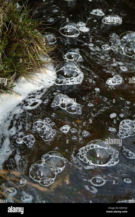 Froth And Bubbles In A Peat Moorland Upland Stream In North Wales On