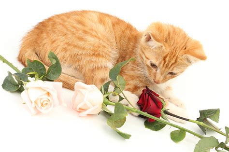 Fonds Decran Chat Domestique Roses Chatons Roux Animaux Télécharger Photo