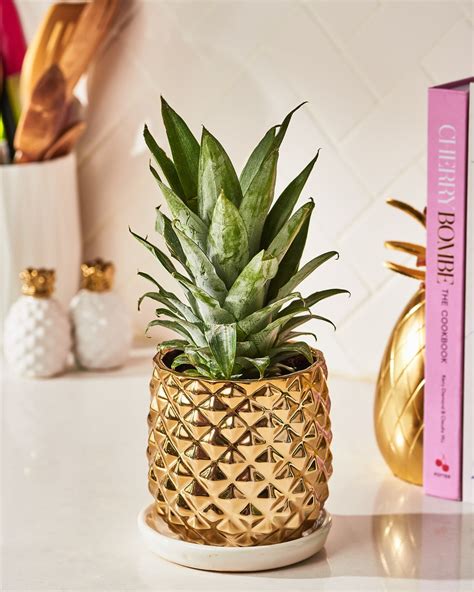 How To Grow A Pineapple Plant Apartment Therapy