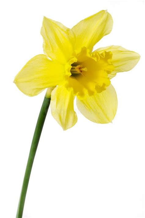 Narcissus Or Daffodil On A White Background Stock Image Image Of