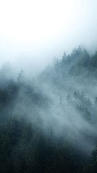 320x568 British Columbia Foggy Forest 320x568 Resolution Wallpaper Hd