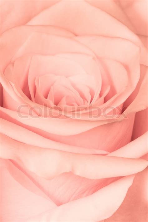 Close Up Of Pink Rose Petals Stock Image Colourbox