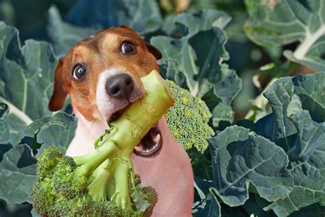 Can Dogs Eat Broccoli Check Out This Dog Recipes With Broccoli Give