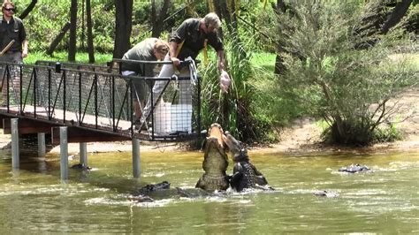 Alligator Feeding At The Australian Reptile Park Youtube
