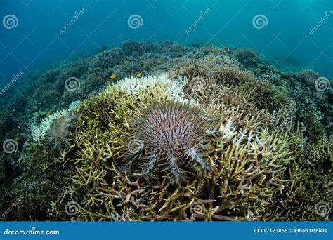 Crown Of Thorns Starfish Feeding On Corals Stock Photo Image Of