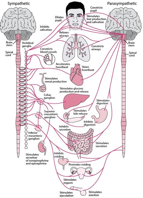 Overview Of The Autonomic Nervous System Brain Spinal Cord And