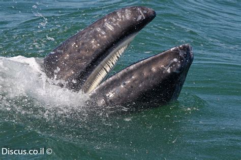 הפעילות על אסדת לוויתן והתשתיות הנלוות לה אינה צפו. לוויתן אפור תמונות