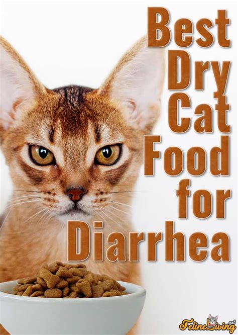 Best Dry Cat Food For Diarrhea October 2023 Review And Guide