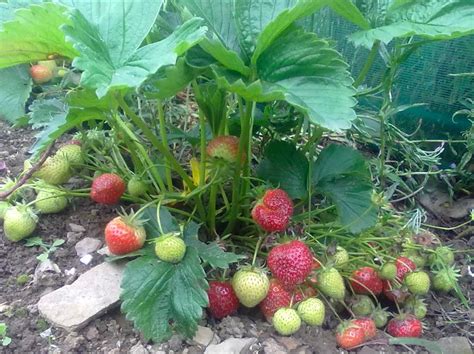 Severely infected leaves fall off. Burren Natural Strawberry Plants: Shop