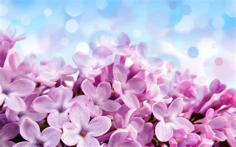 Purple Lilac Flowers Amazing Macro Hd Love Wallpaper Love Wallpapers