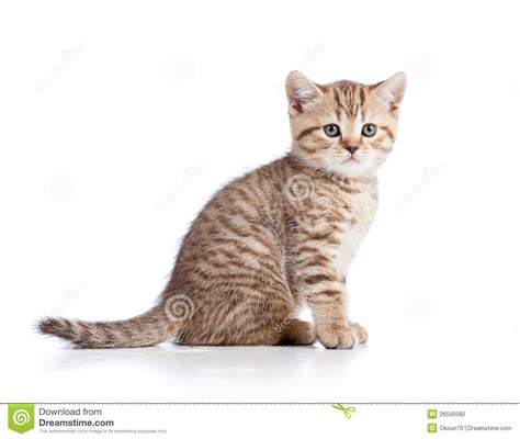 Cute Cat Kitty On White Background Stock Photography