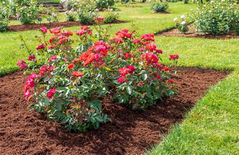 Easy To Grow Roses For Your Organic Garden