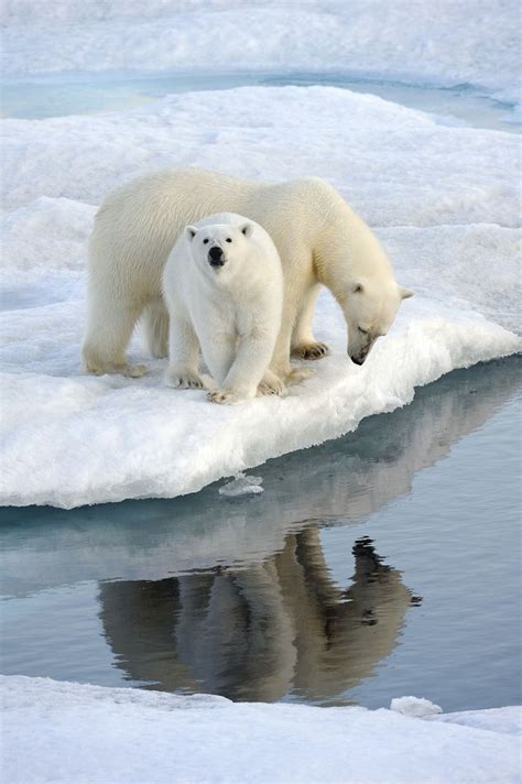 Visit Greenland Polar Bear Polar Bears Live Penguins Polar Bears