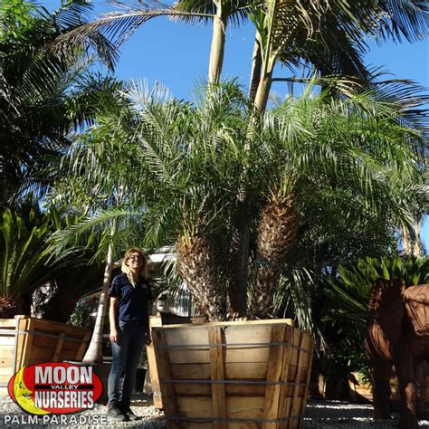 Pygmy Date Palm Care Outdoors Pygmy Date Palm Care Tips On Growing