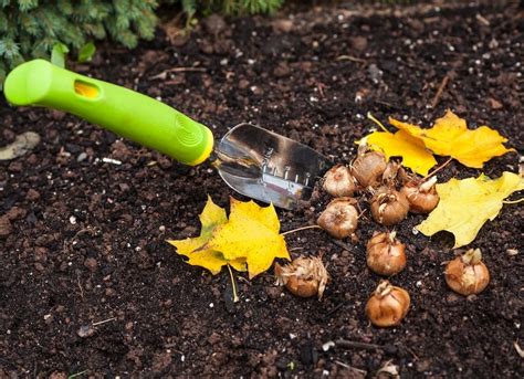 Fall Gardening Planting Bulbs Fall Gardening 10 Things To Do For