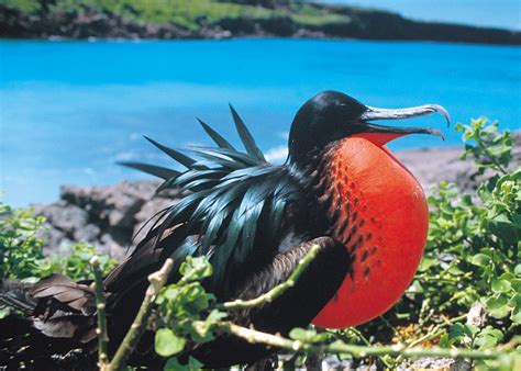 Charles darwin y s/n isla santa cruz teléfono: Wildlife of Ecuador: Amazon and Galapagos | Audley Travel