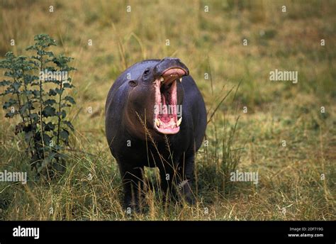 Pygmy Hippopotamus Choeropsis Liberiensis Female Yawning Stock Photo