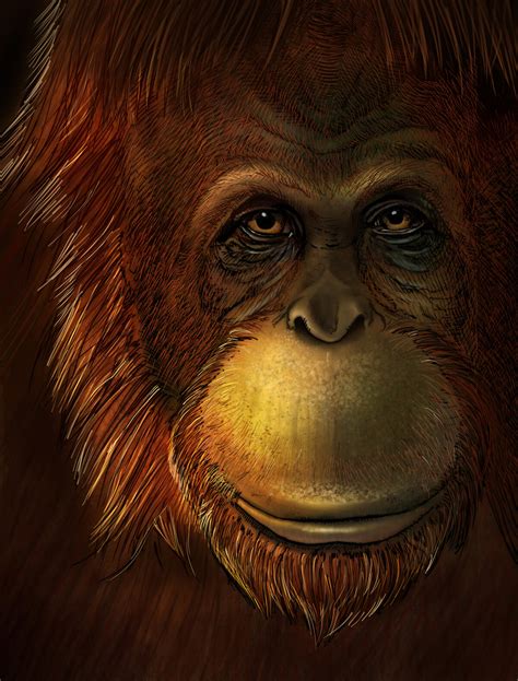 Extinct Giant Ape Directly Linked To The Living Orangutan