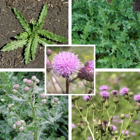 Canada Thistle Cirsium Arvense Taos Swcd