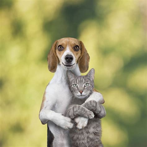 Funny cat and dogs