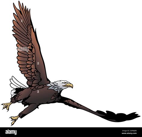 Flying Bald Eagle Illustration Stock Vector Image And Art Alamy