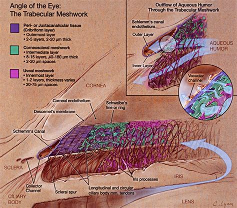 Trabecular Meshwork Anatomy Map Of Body