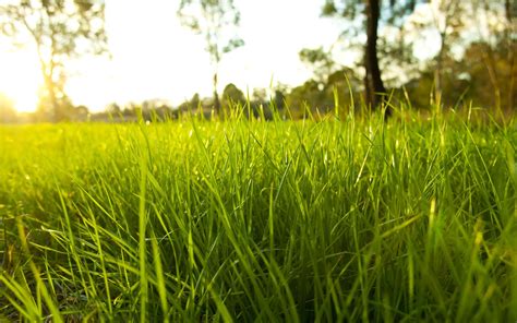 Wallpaper Sunlight Green Flower Grassland Plant Pasture Agriculture Meadow Lawn