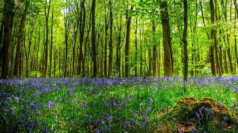 Bluebells In Forest Full Hd Wallpaper And Background Image 2560x1440
