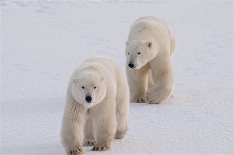 Bear Necessity Polar Bears Test New Tracking Tech Invented In Polar