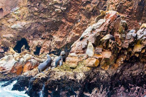 South American Sea Lions Relaxing On Rocks Of Ballestas Islands In