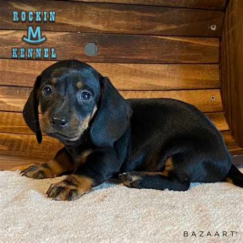 All puppies come with a free puppy starter kit that contains eukanuba small breed puppy food, and the shot records and other helpful information. Dachshund Puppies - Rockin M Kennel - South Texas