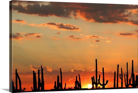 A Brilliant Sunset With Silhouettes Of Saguaro Cacti In Mesa Arizona