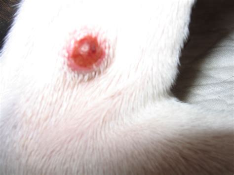 Dogs And Cancer Signs Of Tumors And What To Expect Hubpages