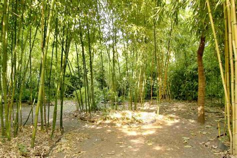 Bambus Na Zahradě Proč Ne Zahrada