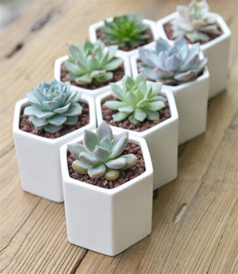 Hexagon Mini Planter Choice Of Succulent Or Cacti By Dingading