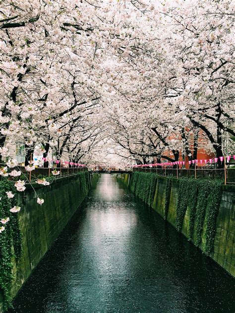 Cherry Blossoms On The Meguro River In Tokyo Rpics