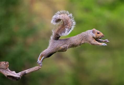 Squirrel Flying Wallpapers Hd Desktop And Mobile Backgrounds